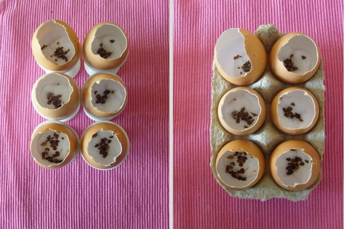 semis coquilles d'oeufs