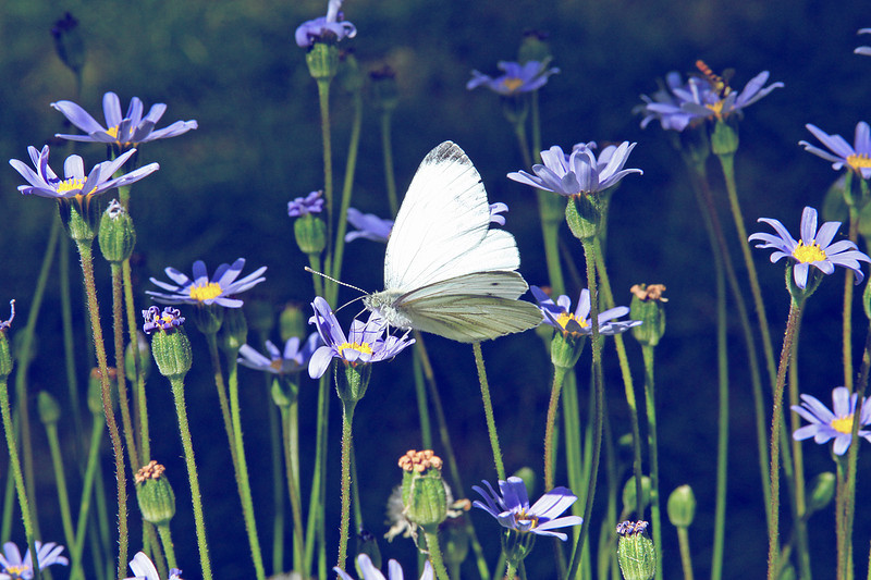 mariage dmes.fr copyright marie calfopoulos
