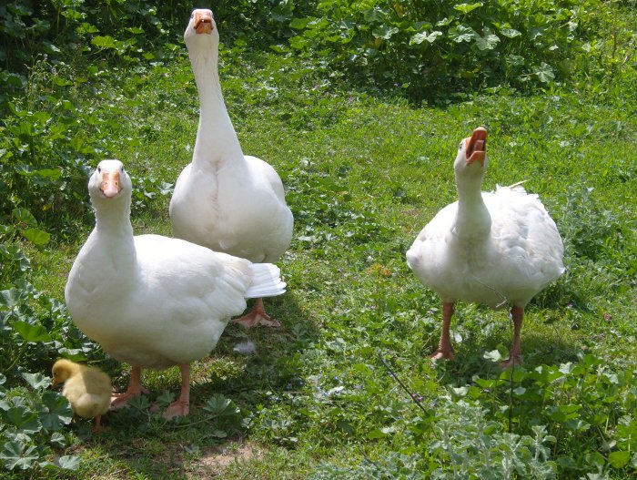 <Digimax S1000 / Kenox S1000>