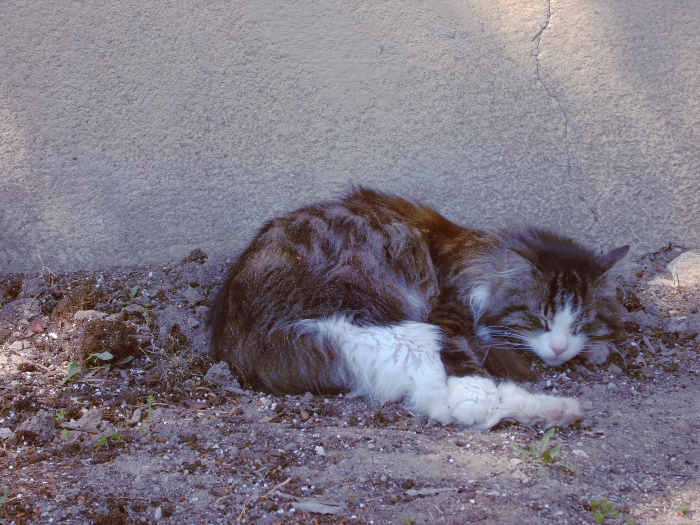 <Digimax S1000 / Kenox S1000>