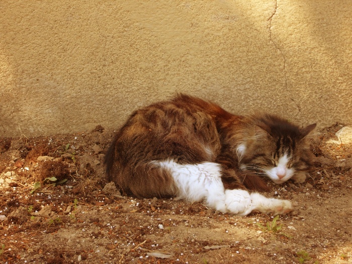 <Digimax S1000 / Kenox S1000>