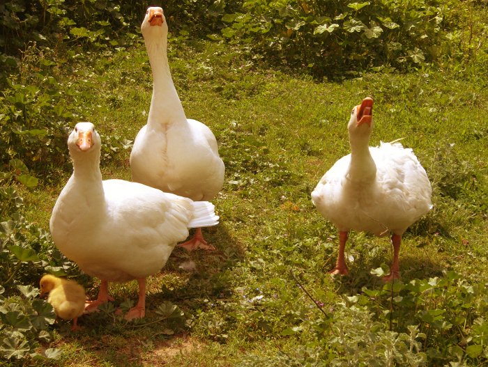 <Digimax S1000 / Kenox S1000>