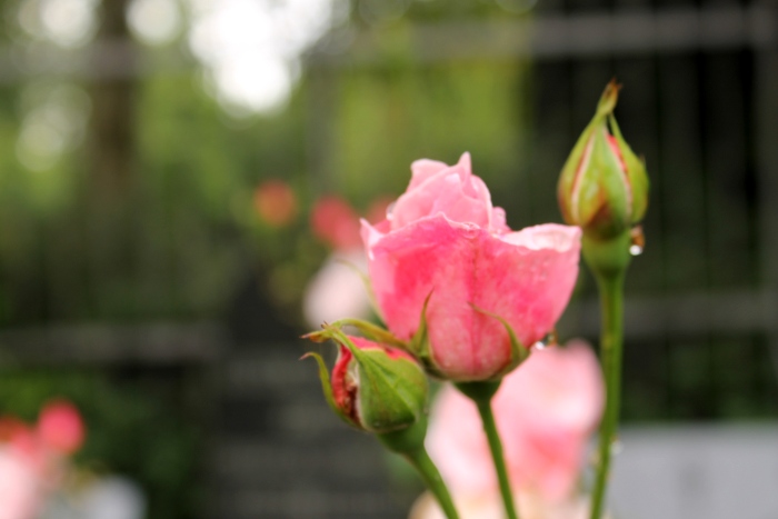 Copenhague Cimetière Assistens dmes.fr