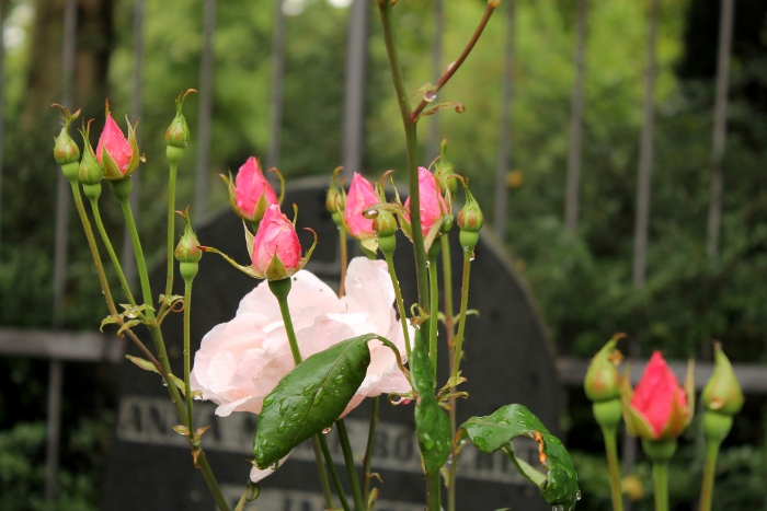 Copenhague Cimetière Assistens dmes.fr