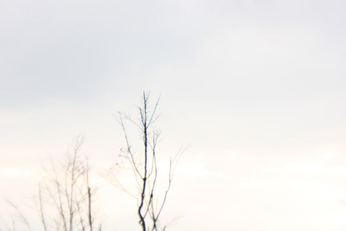 ecribouille.net branches Copyright Syphaïwong BAY